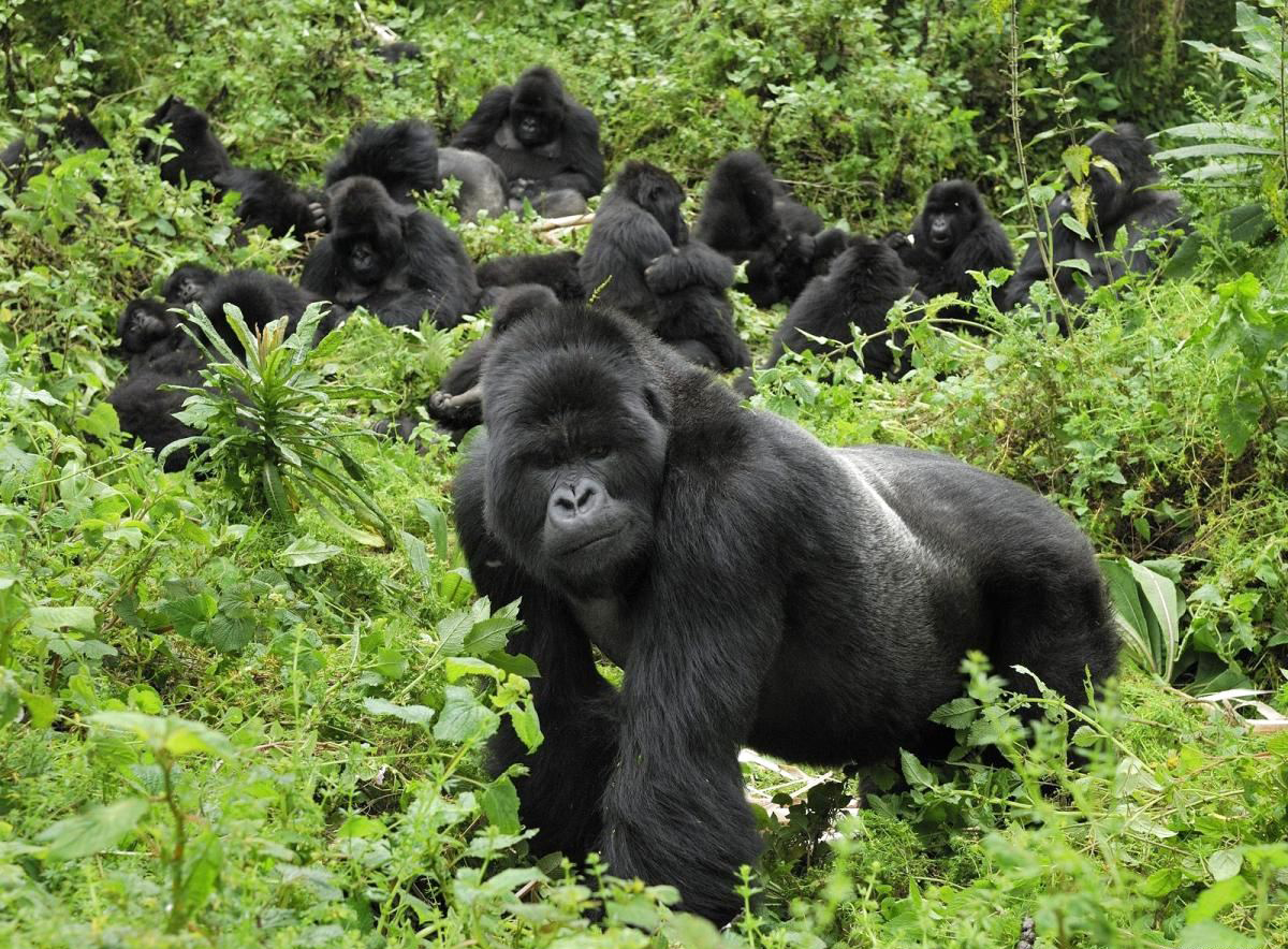 Gorillas in Rwanda