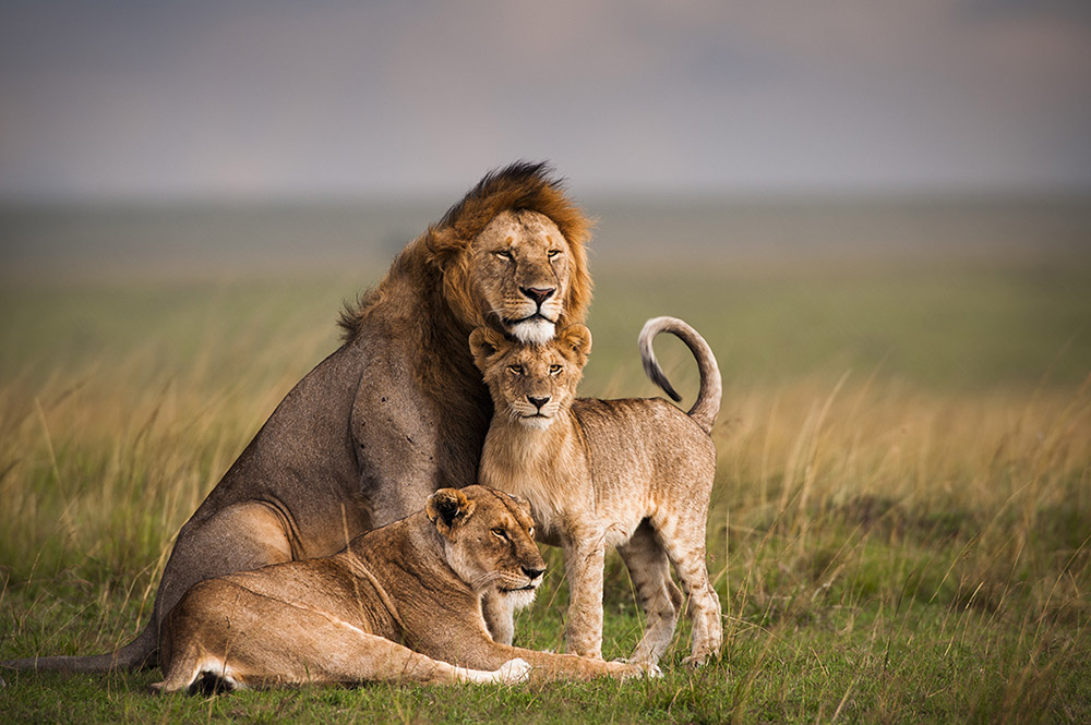 Lion conservation