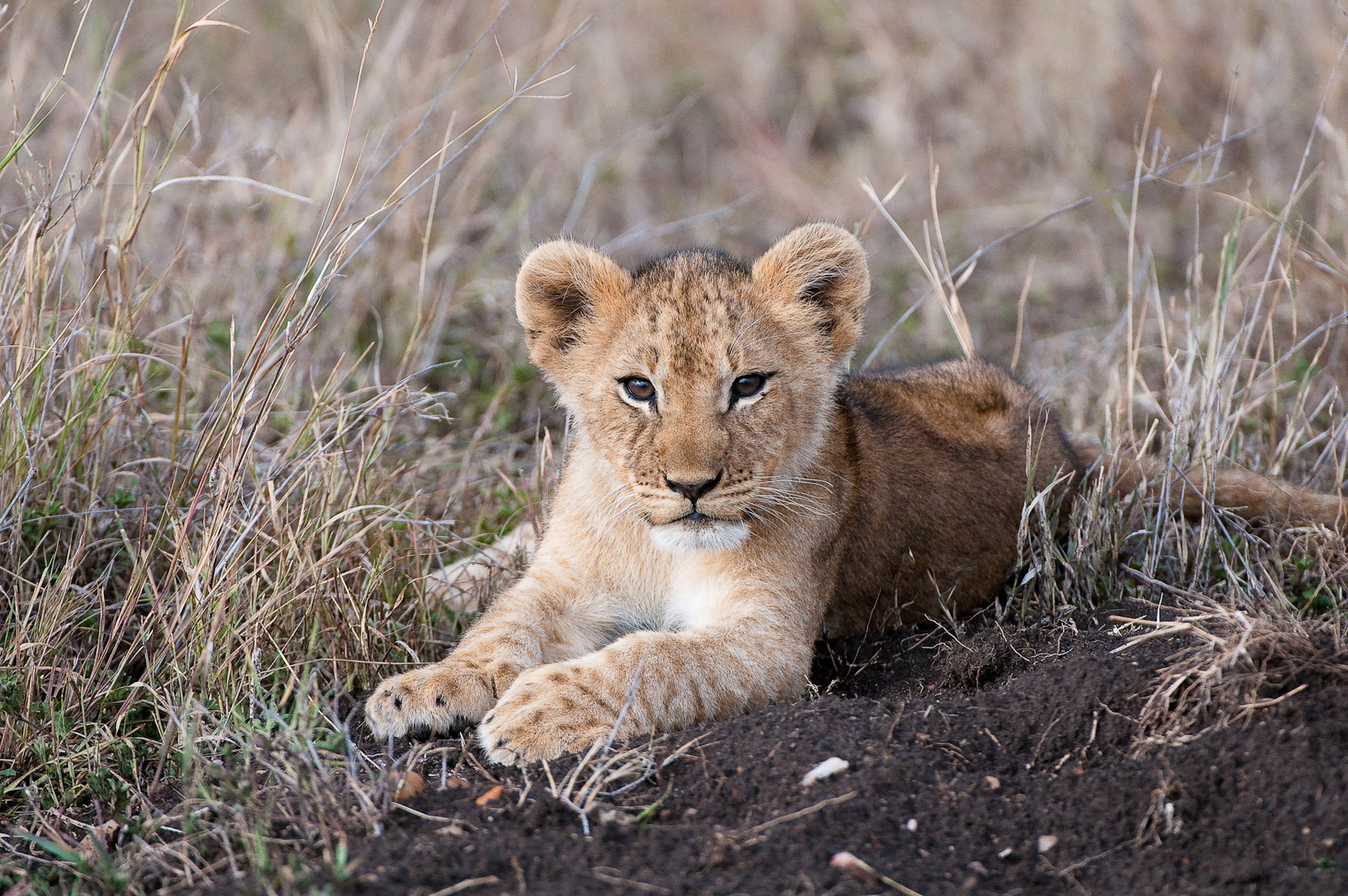 Great Plains Conservation