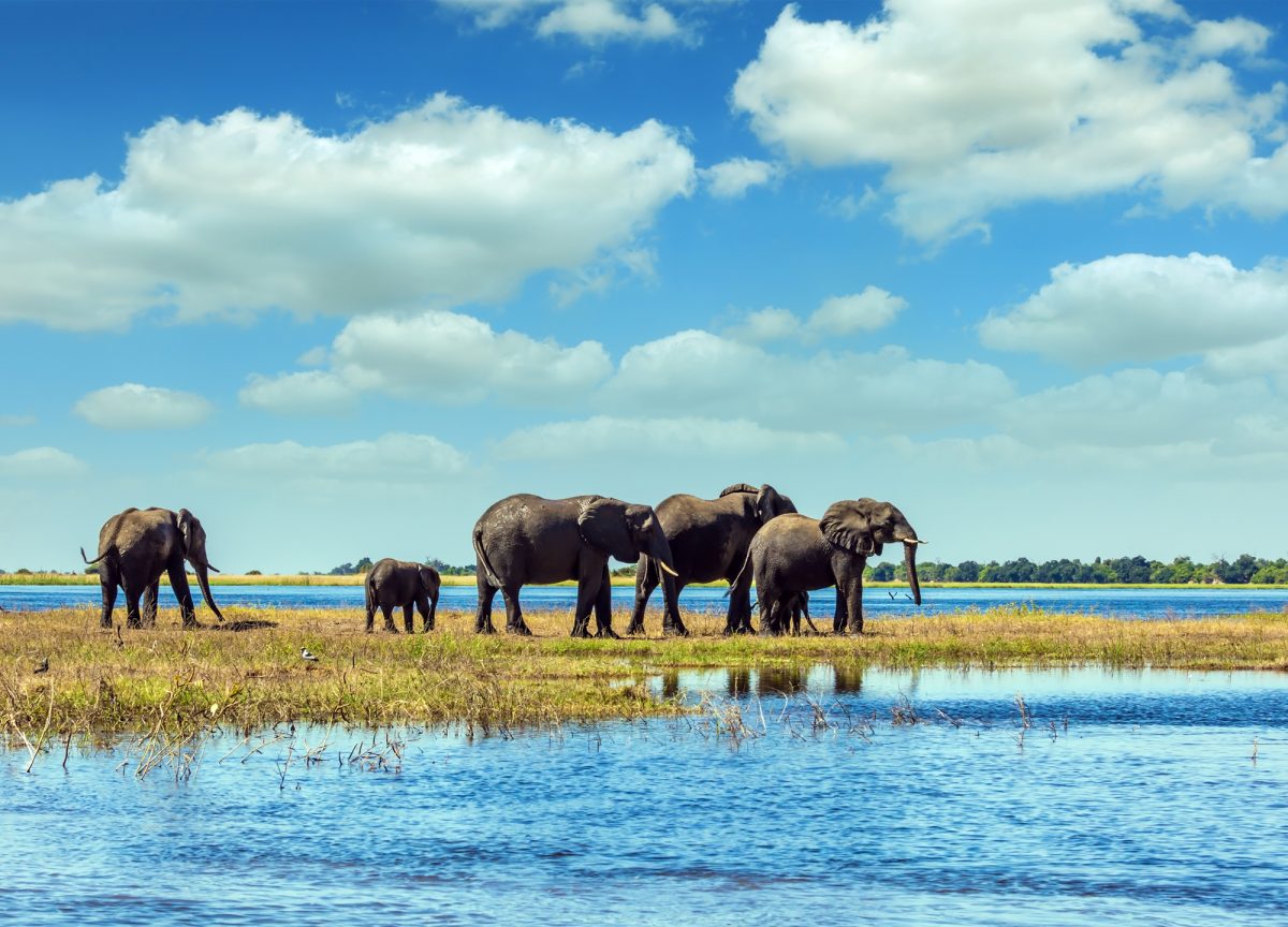 Chobe National Park, Botswana