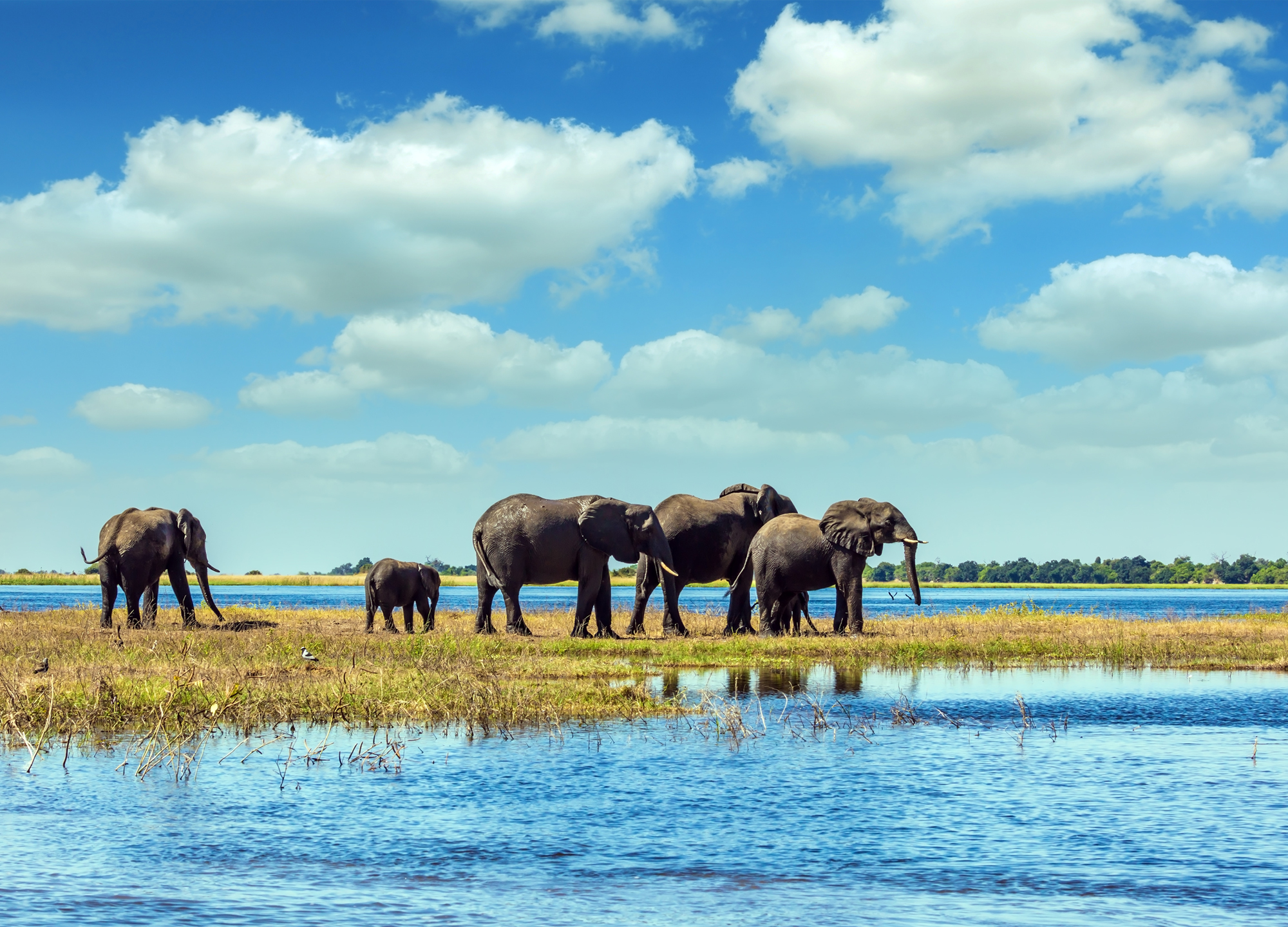 Chobe National Park, Botswana