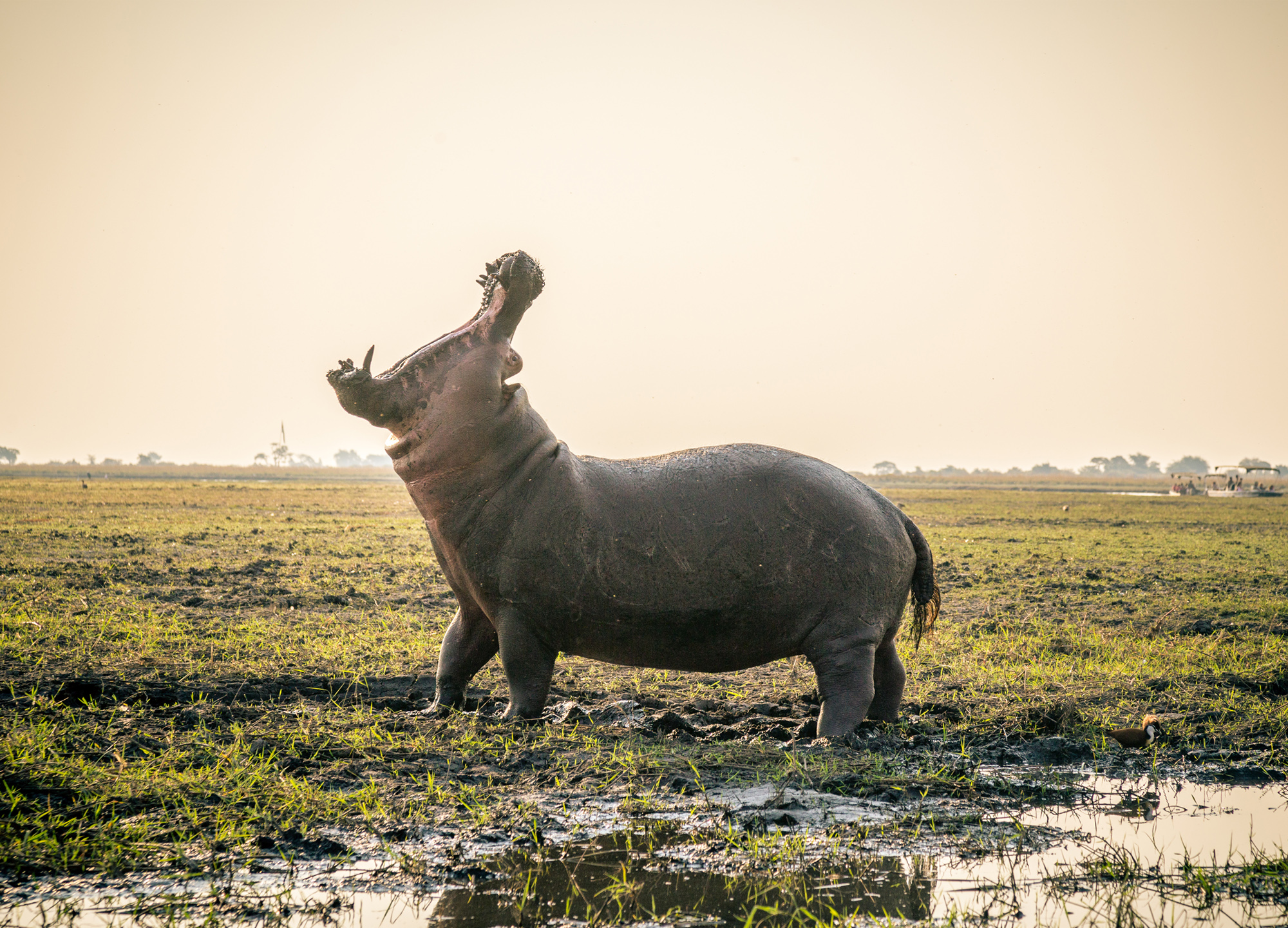 Chobe National Park, Botswana