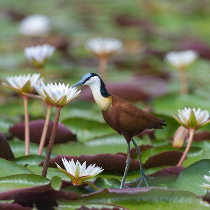 Linyanti & Savuti, Botswana