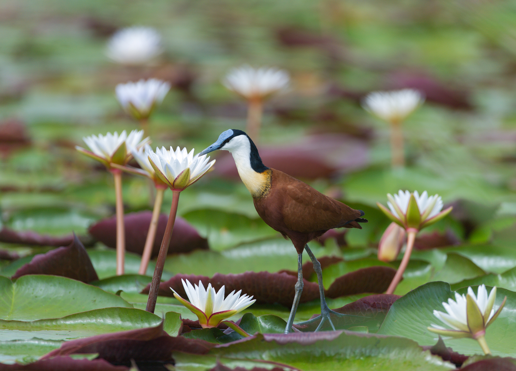 Linyanti & Savuti, Botswana