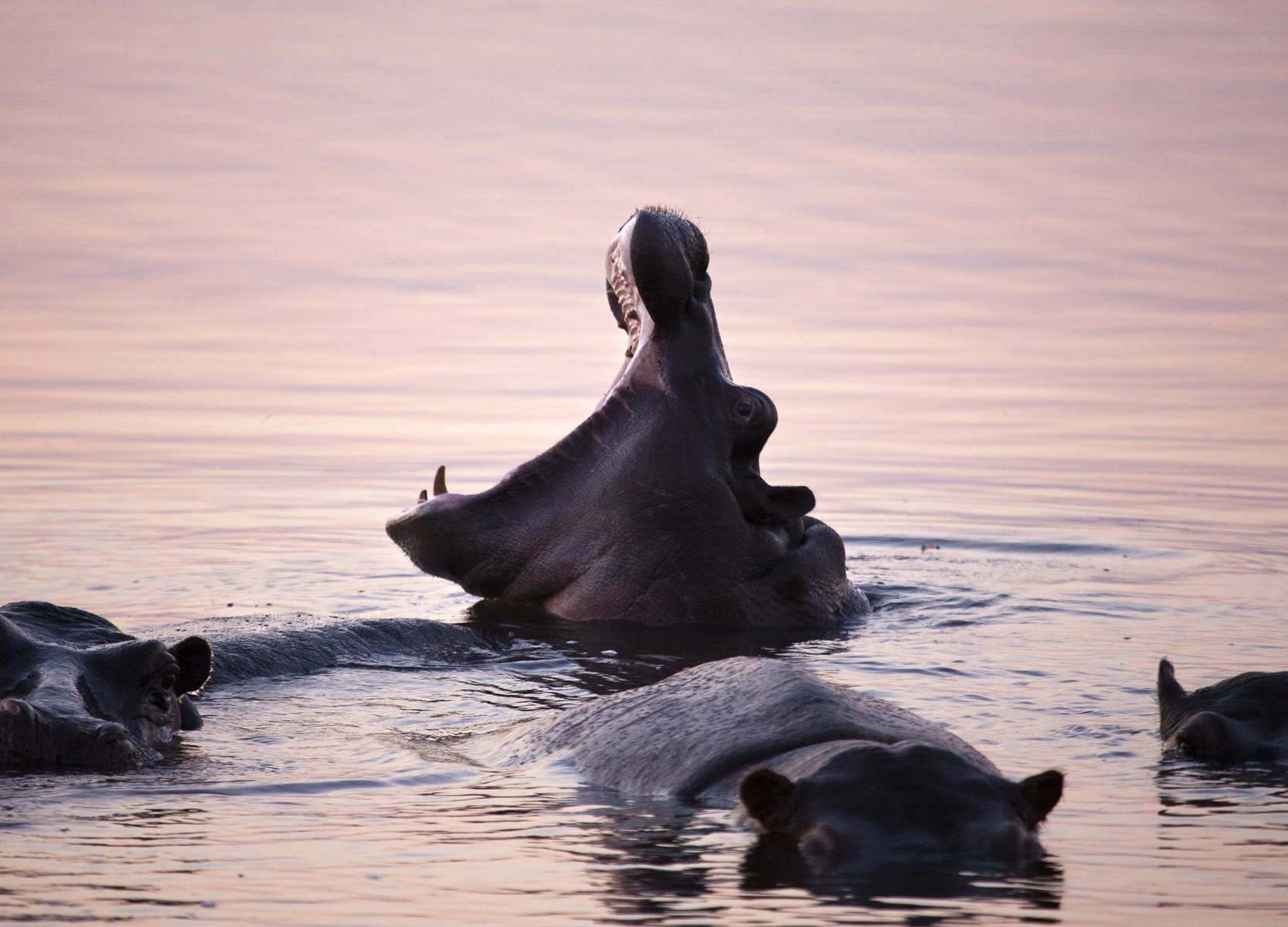 Linyanti & Savuti, Botswana