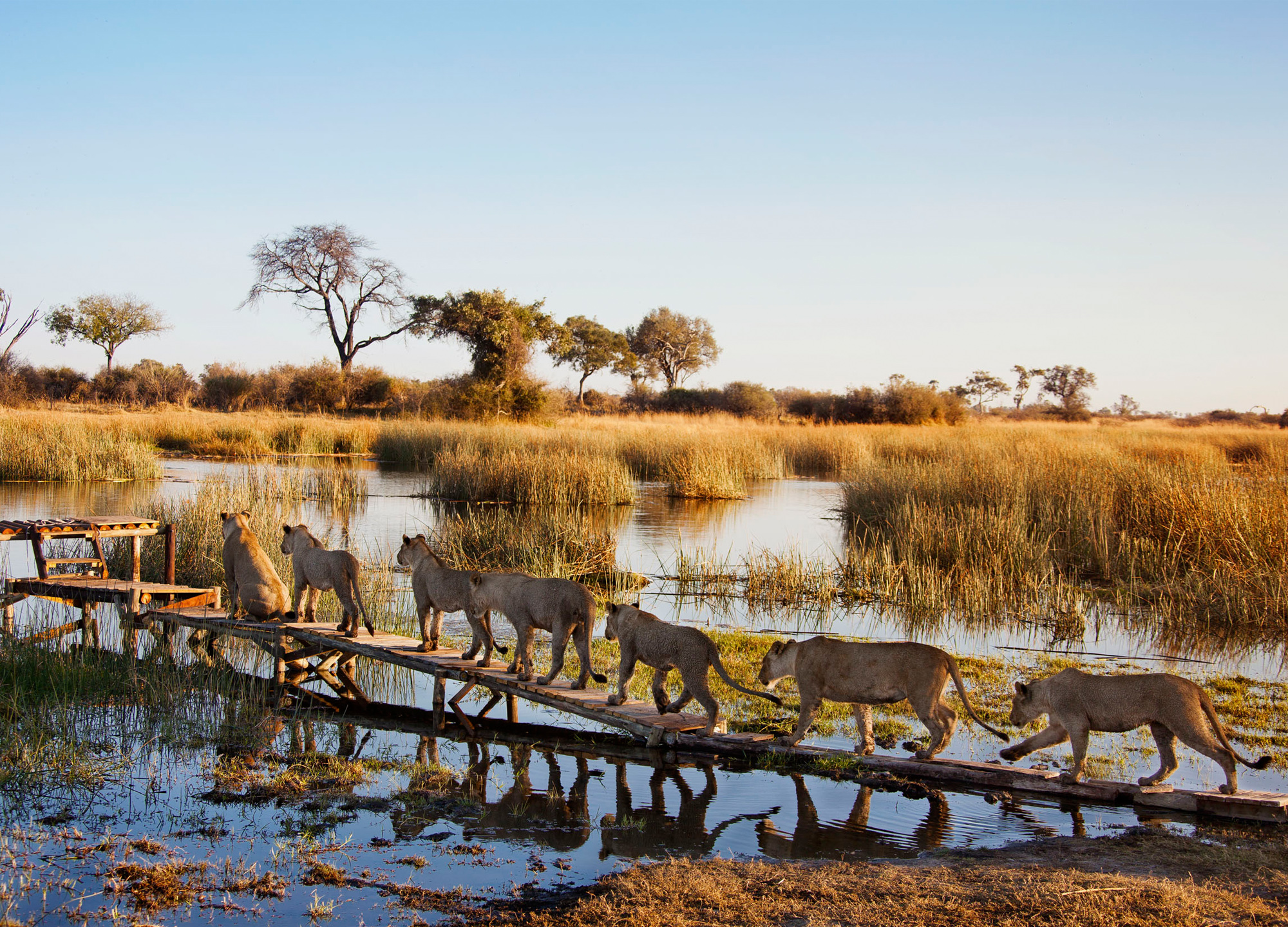 Zarafa Camp, Botswana