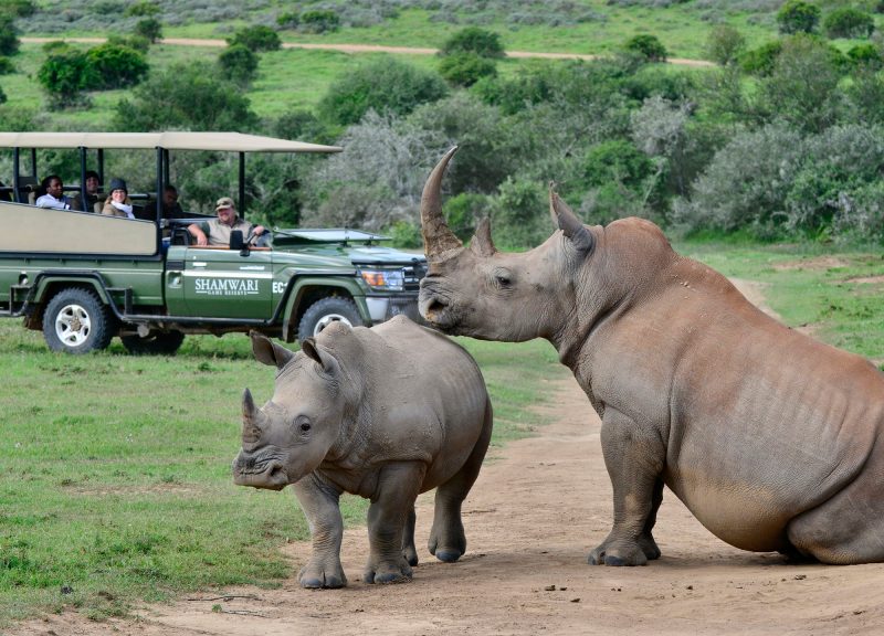 Shamwari Game Reserve