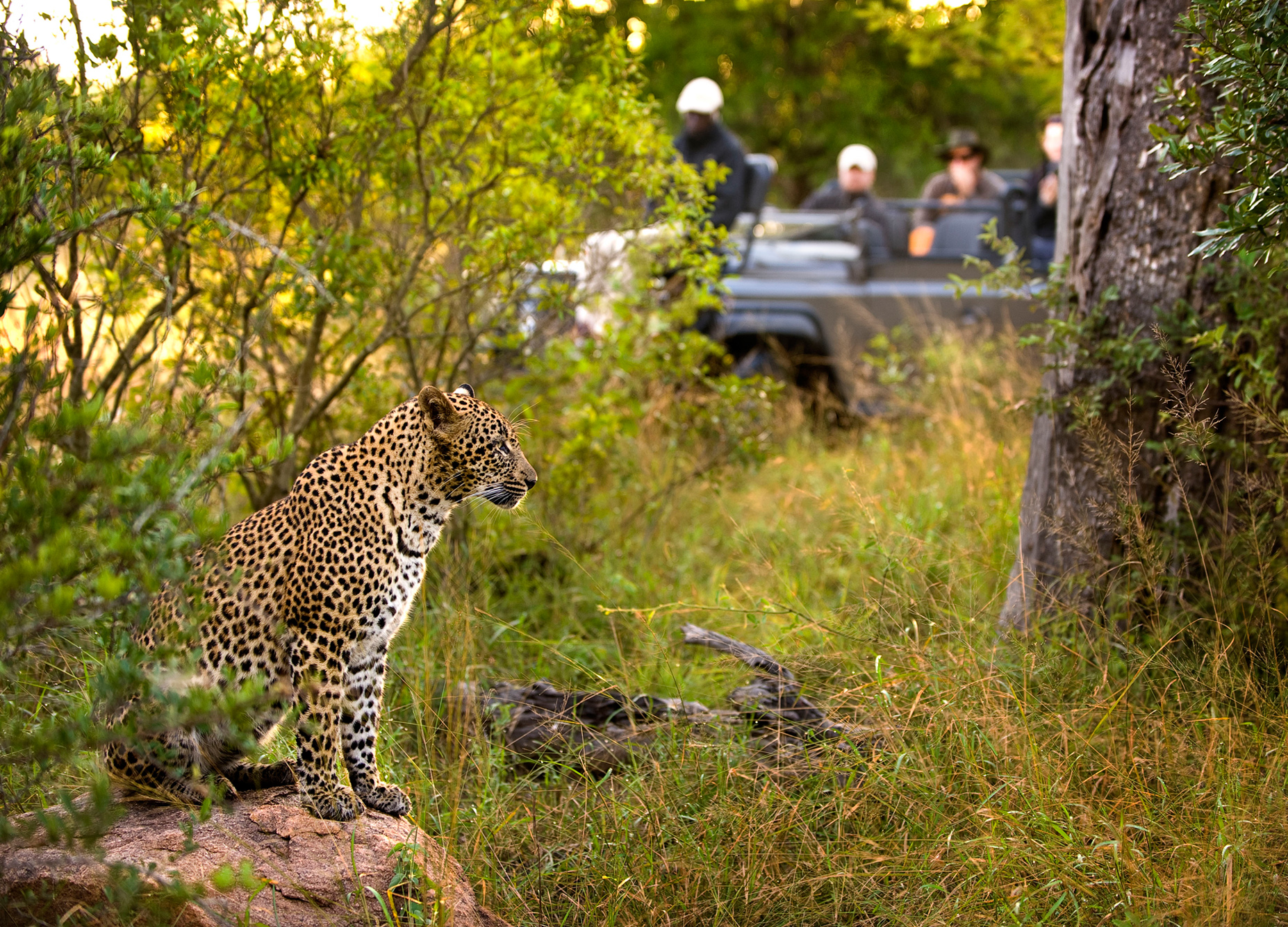 lion_sands_ narina _3 - Copy