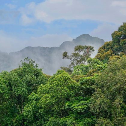 nyungwe _forest_1
