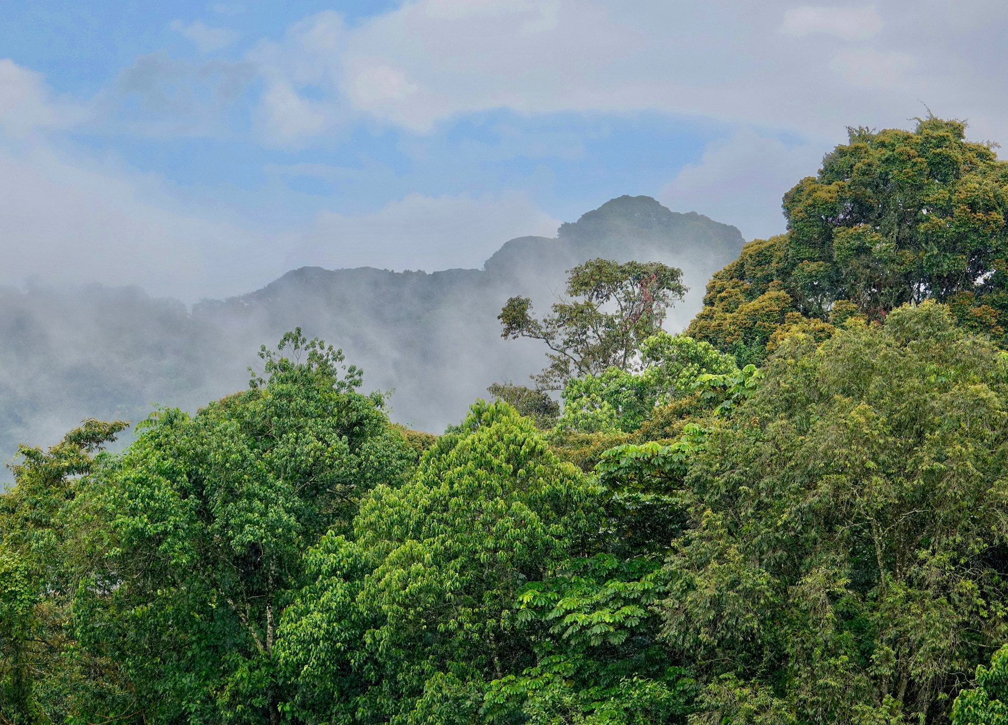 nyungwe _forest_1