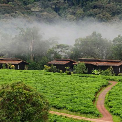 one_and_only_ nyungwe _1