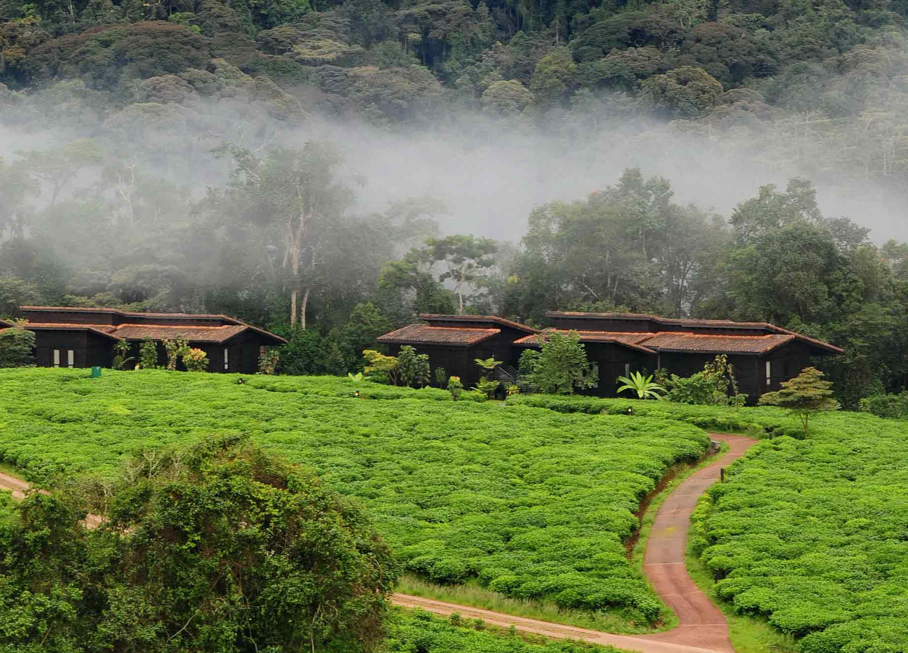 one_and_only_ nyungwe _1