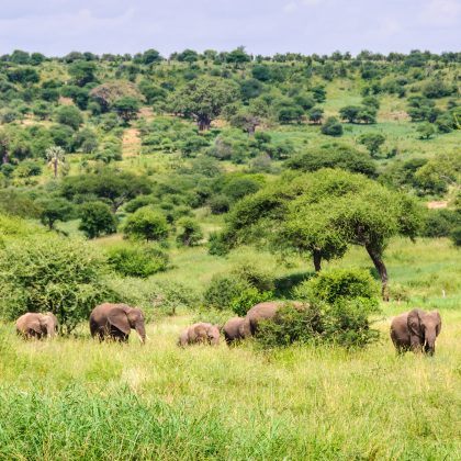 tarangire_national_park_1