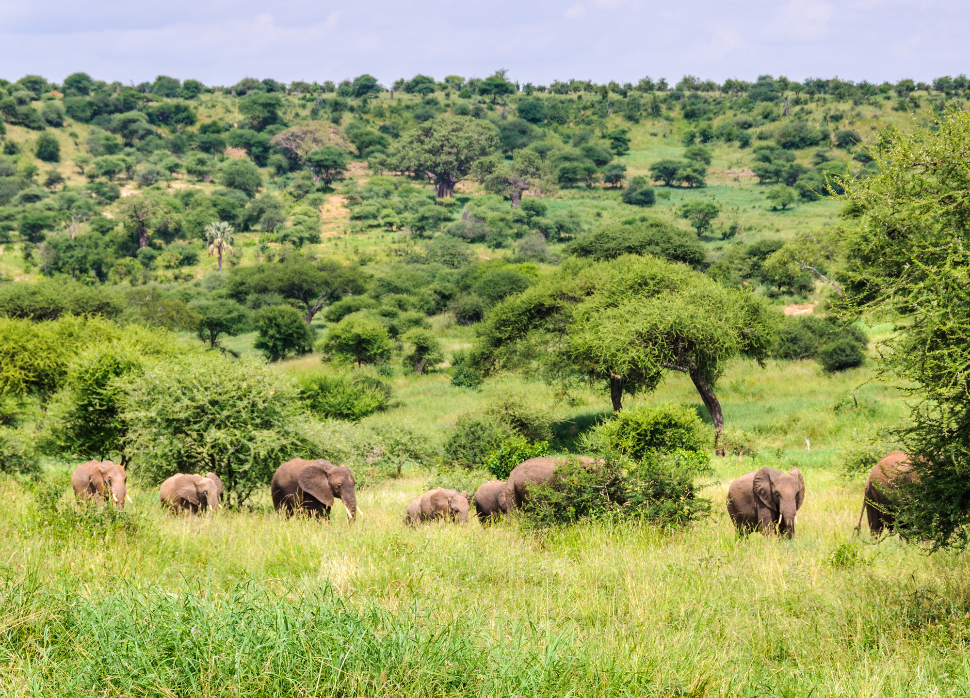 tarangire_national_park_1