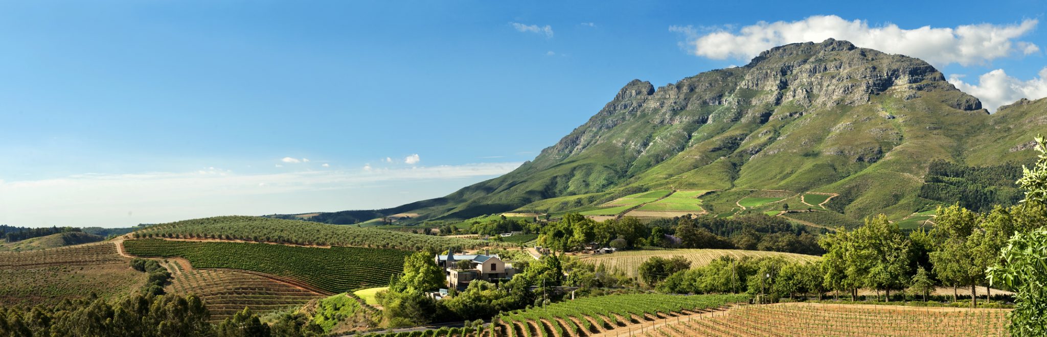 Cape Winelands (Tokara, Franschhoek)