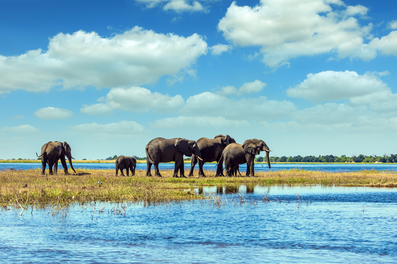 Elephants at the Chobe Riverfront, Botswana