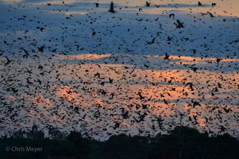 Bat migration, Kasanka National Park, Zambia