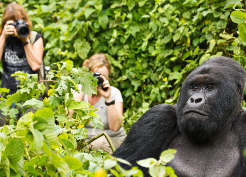 Gorilla trekking in Rwanda