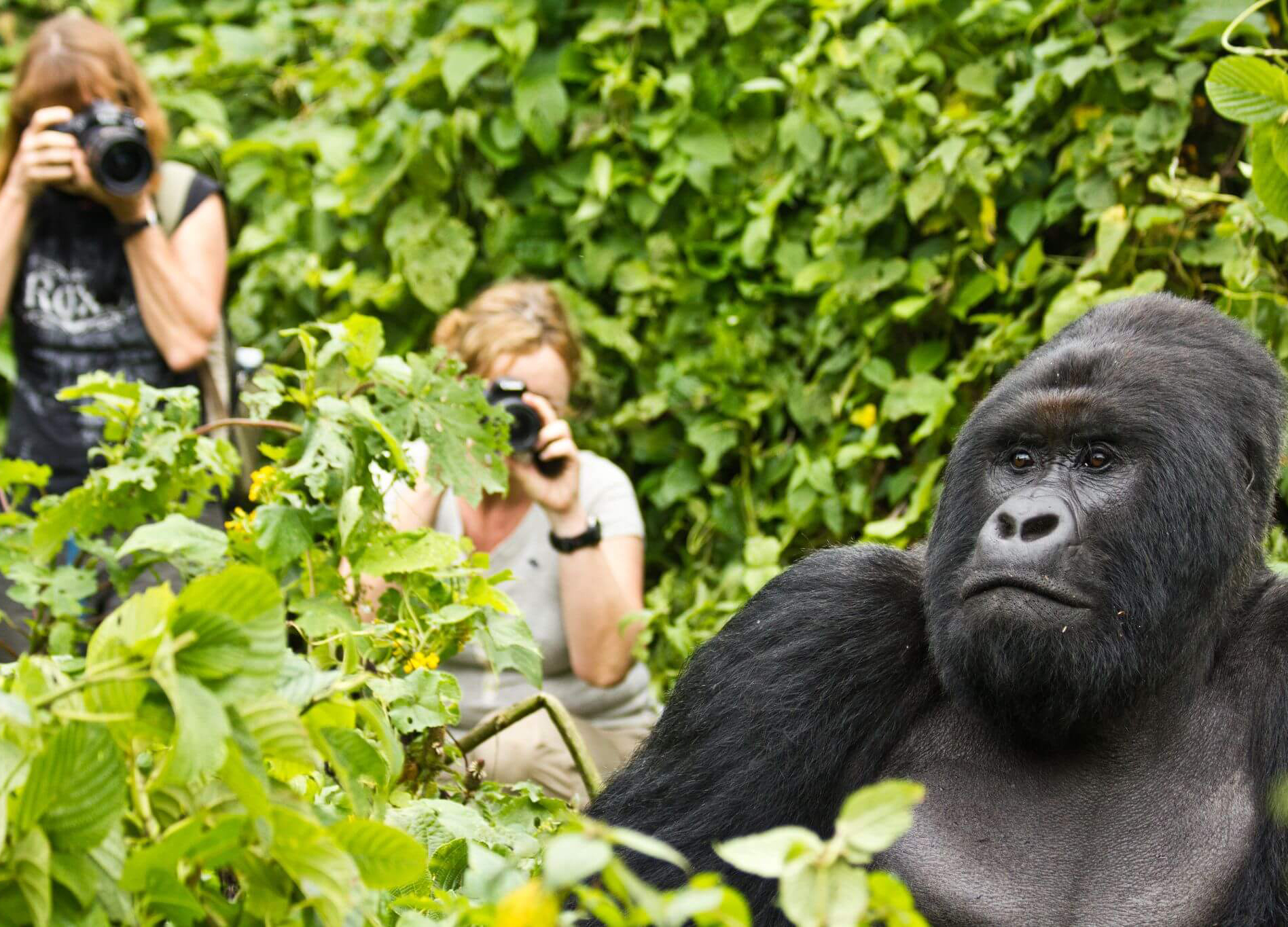 Gorilla trekking in Rwanda