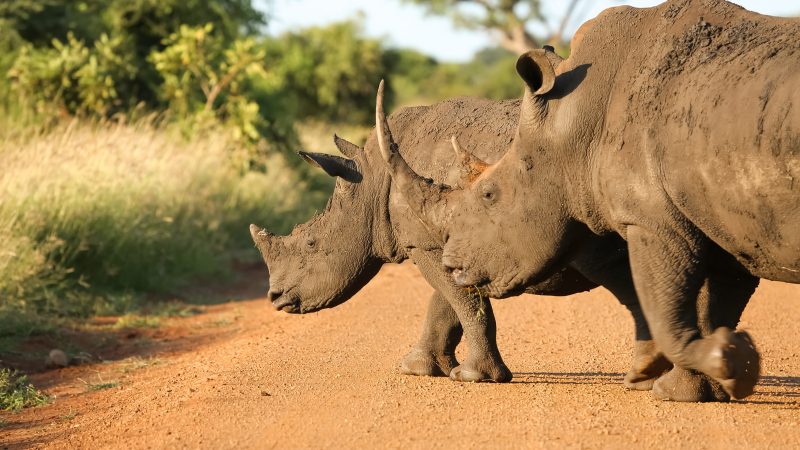 Kruger National Park rhinos