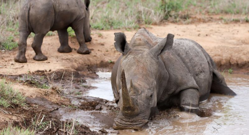 Rhino at Lion Sands, South Africa