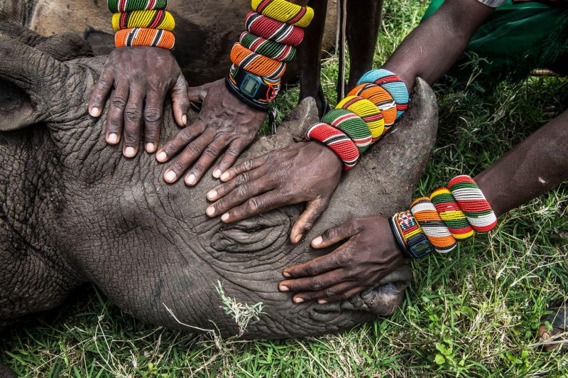 Samburu warriors from Sera in northern Kenya encounter rhinos for the first time