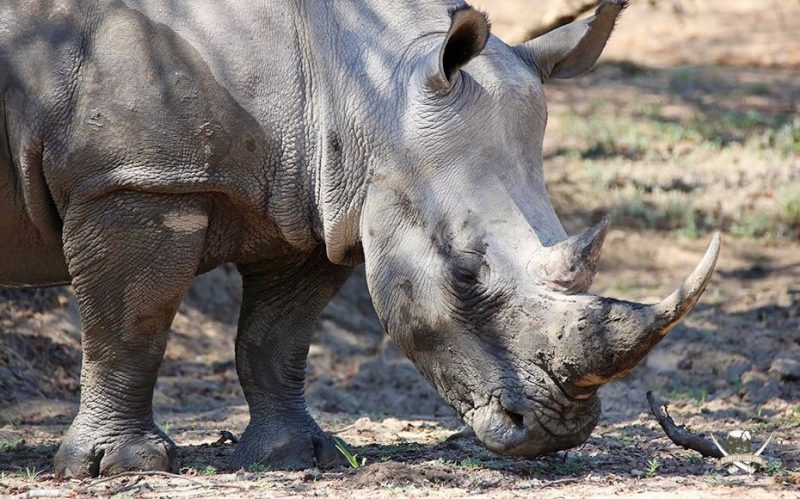 Rhino conservation at Camp Jabulani