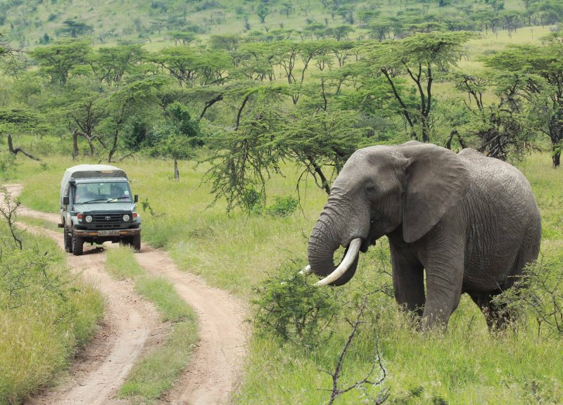 An elephant seen on a safari game drive