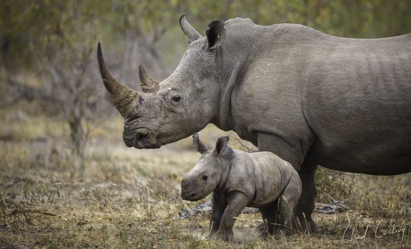 Rhino conservation at Timbavati