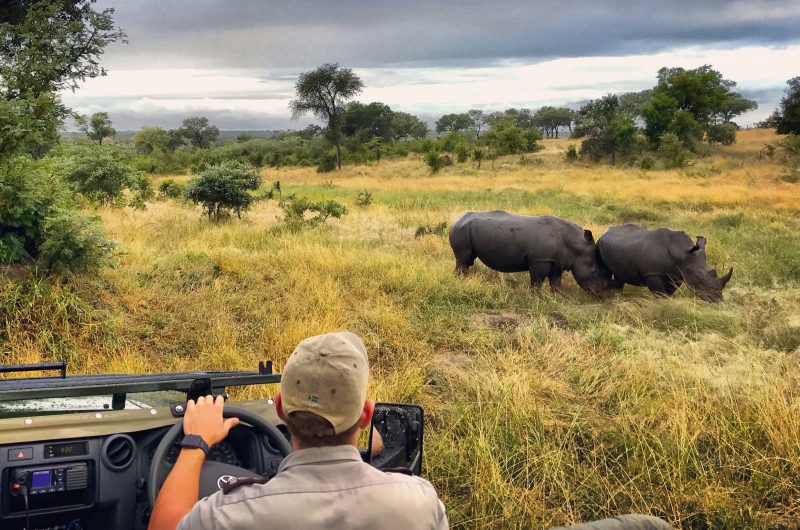 Rhinos seen on a game drive