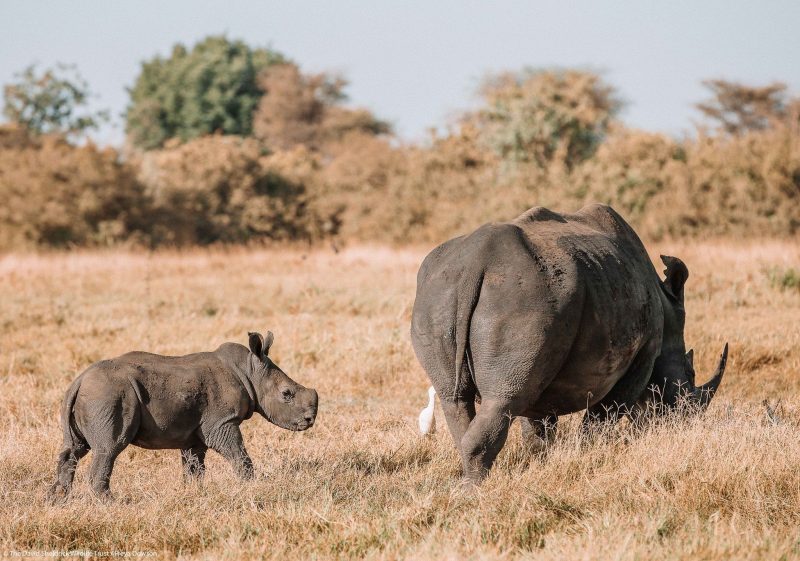 Rhino conservation