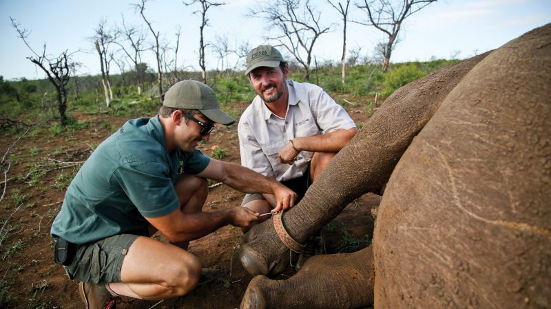 Rhino conservation at Phinda