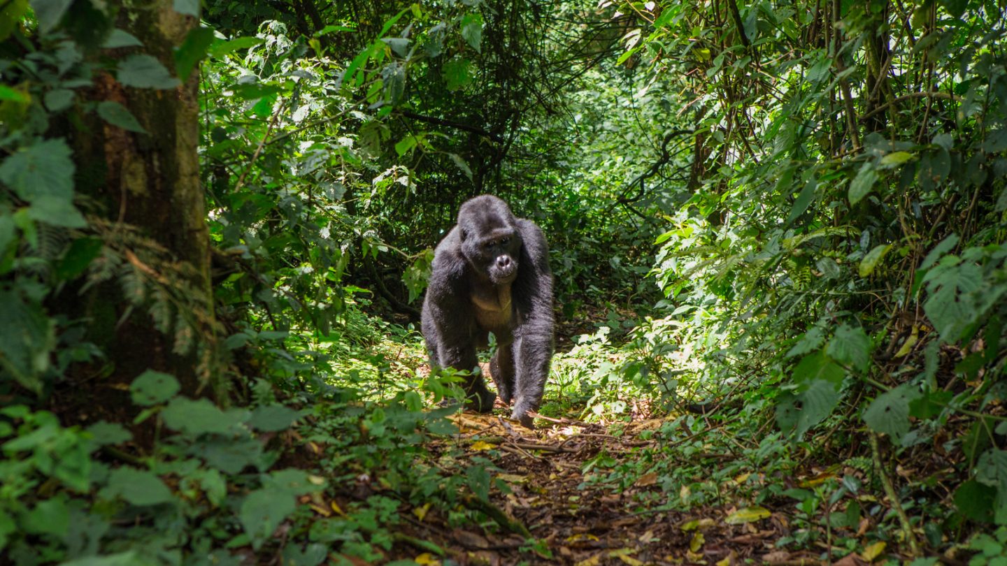 Gorilla trekking in Rwanda