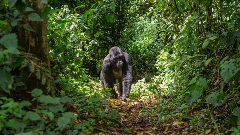 Gorilla trekking in Rwanda