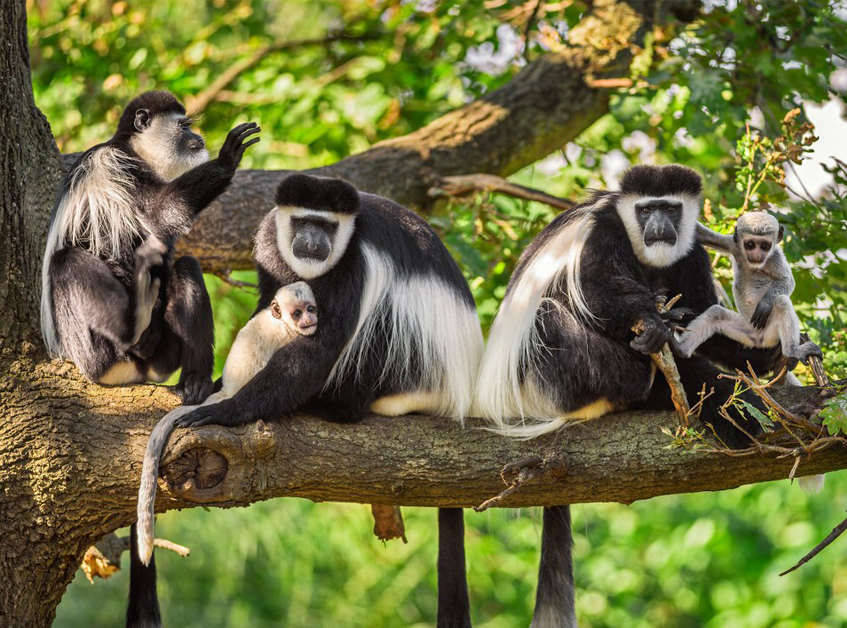 Colobus monkeys at Nyungwe Forest National Park, Rwanda