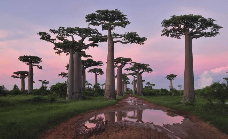 Madagascar baobabs