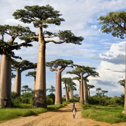 Baobabs in Madagascar