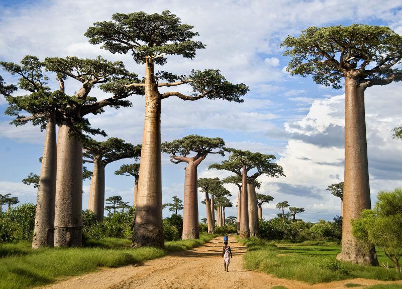 Baobabs in Madagascar