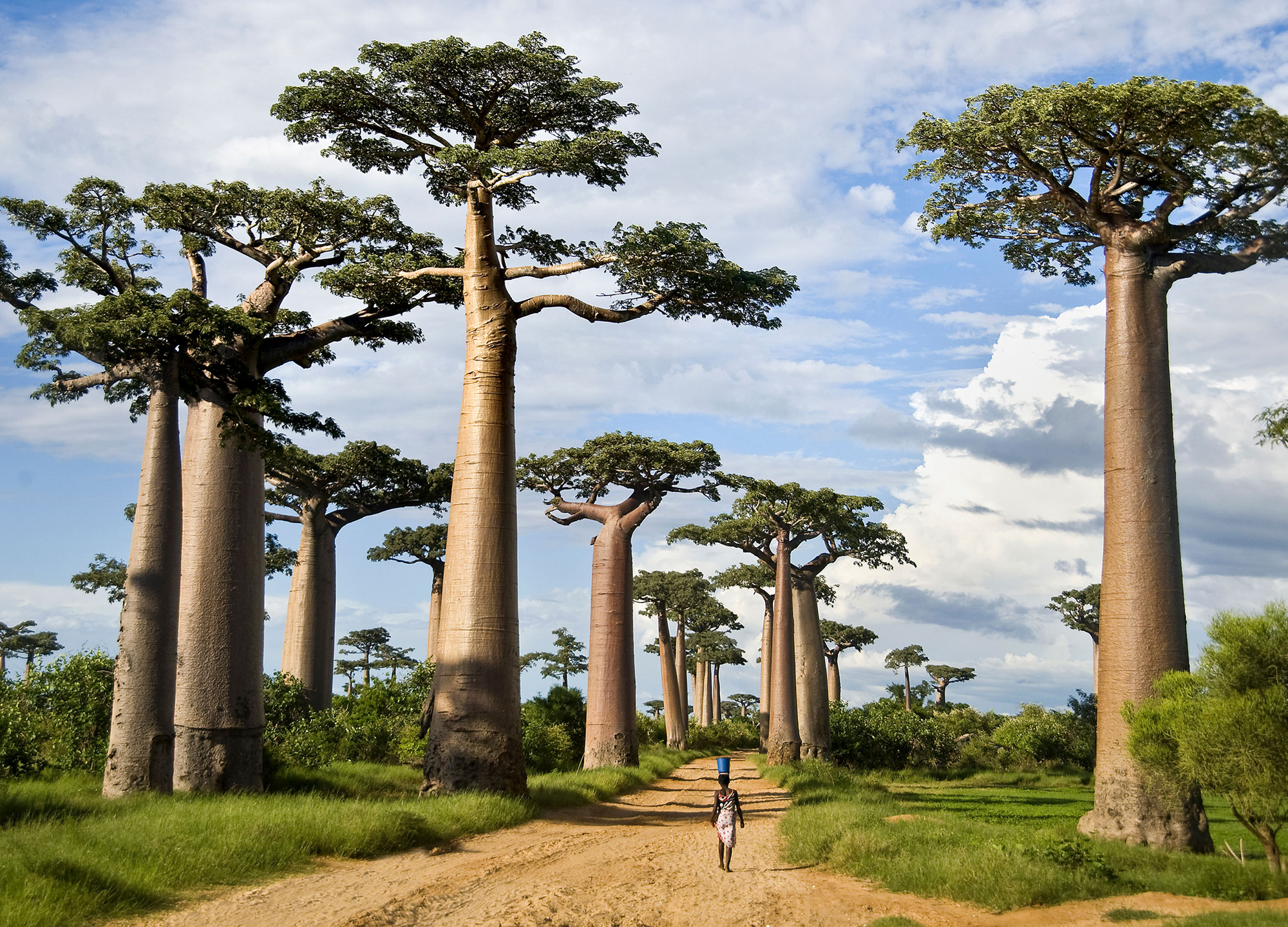 Baobabs in Madagascar