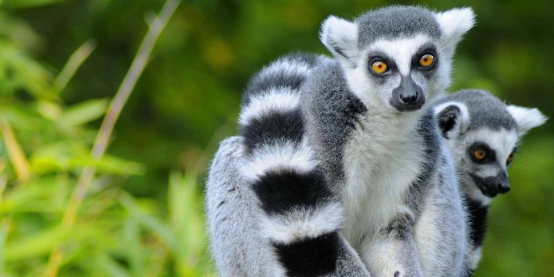 Madagascar lemurs