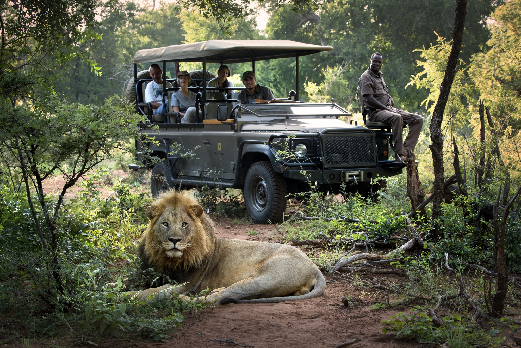 morukuru_family_madikwe_-_male_lion_sighting