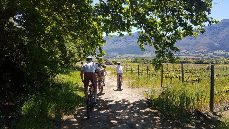 Cycling in the Cape Winelands