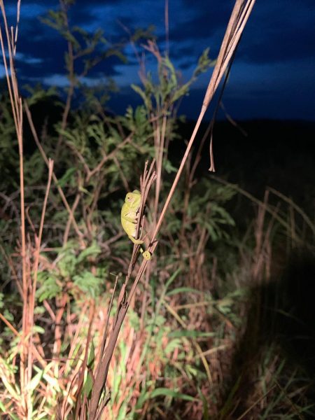 Picture of a Nocturnal chameleon captured by our guest, Lara at Phinda Private Game Reserve