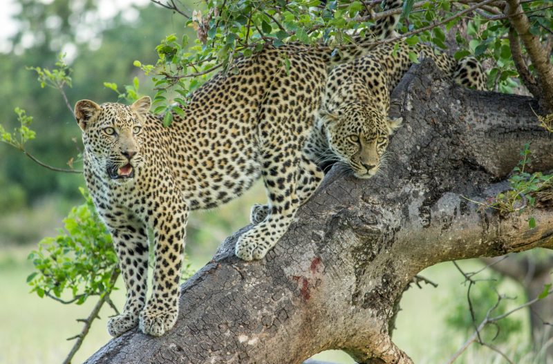 Female Leopard sub adult male cub Sabi Sands known for leopard sightings Cheetah Plains