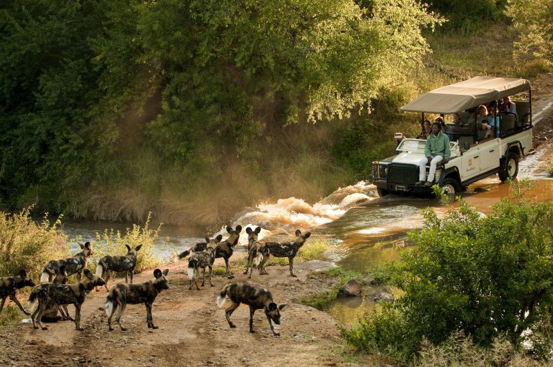 Morukuru Family Madikwe African wild dogs