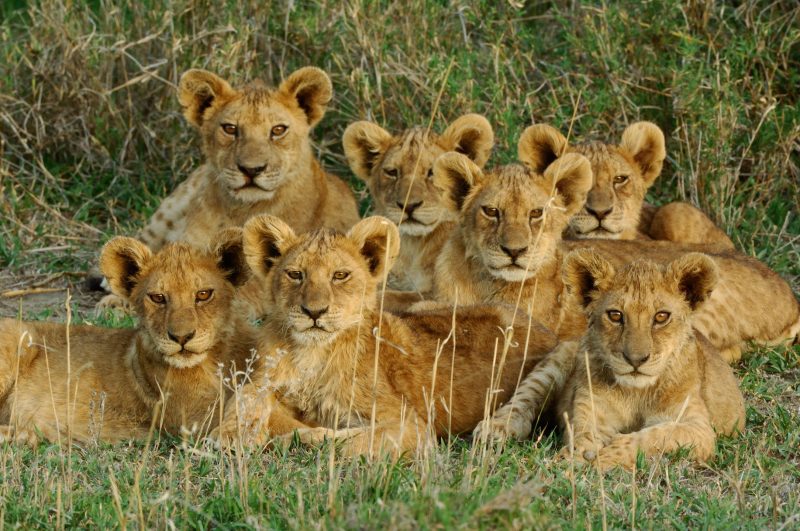 The Magnificent Seven at Ndutu Safari Lodge