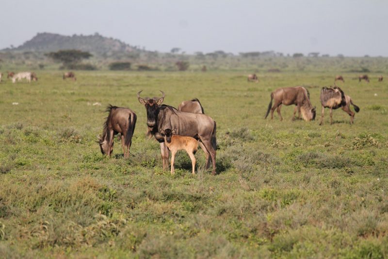 Wildebeest calving season at Ndutu Safari Lodge