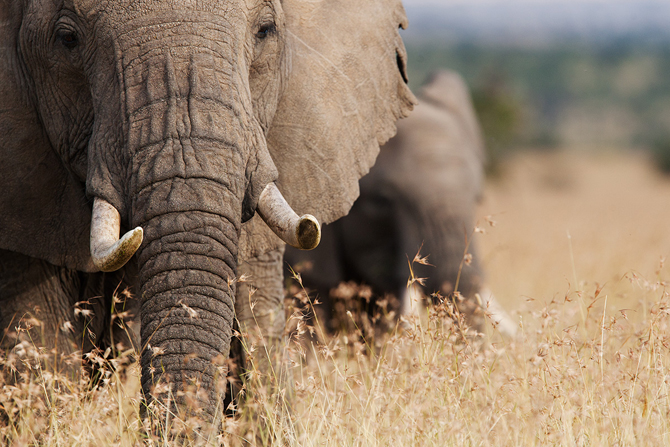 Elephants at Angama Mara, Kenya