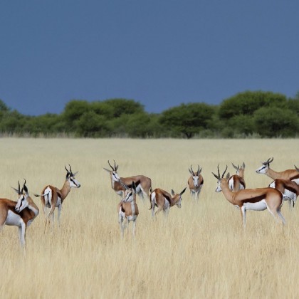 Safaris - botswana kalahari plains camp