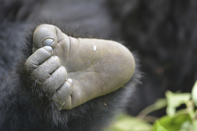 Gorilla trekking in Rwanda with Timeless Africa Safaris